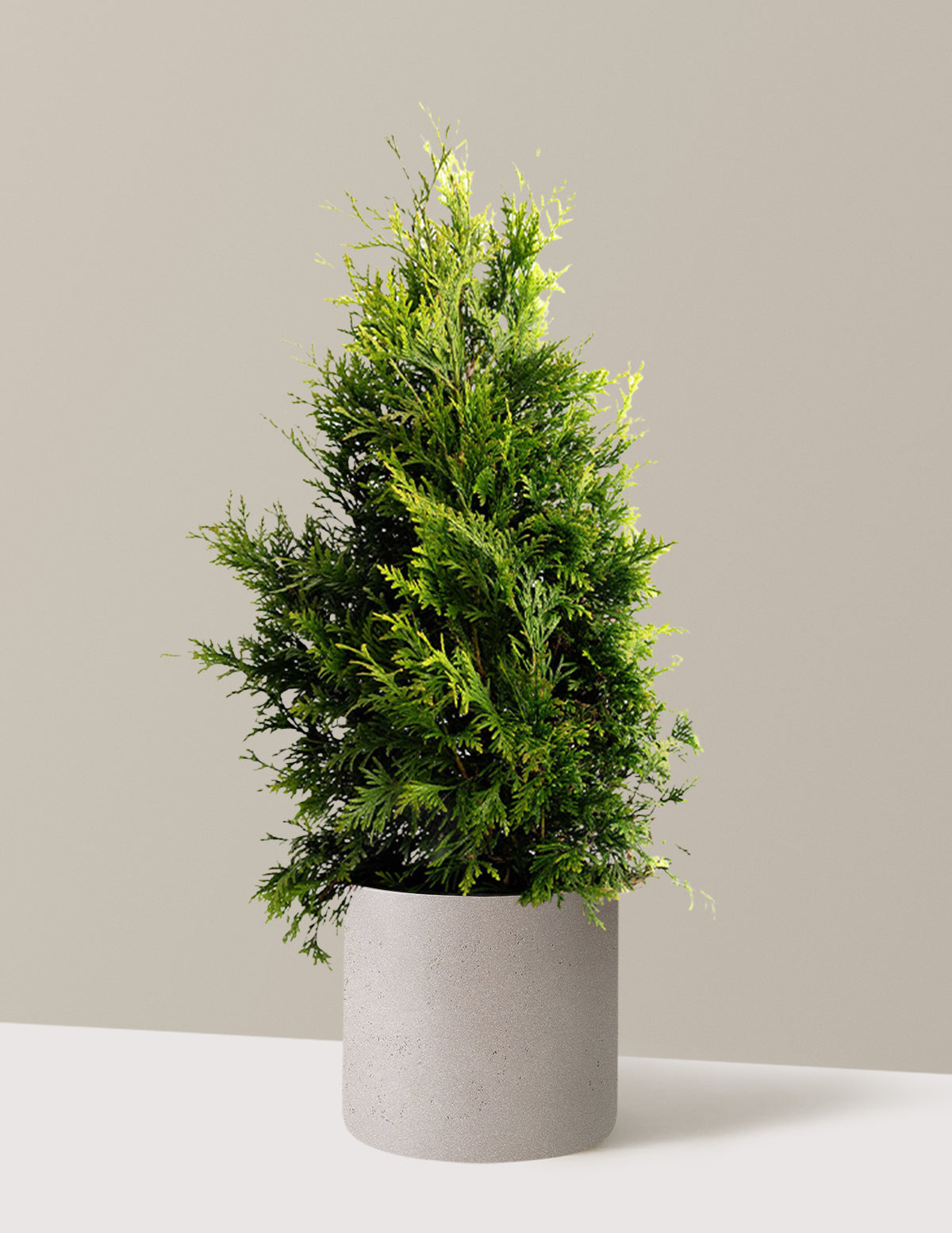 Thuja Green Giant