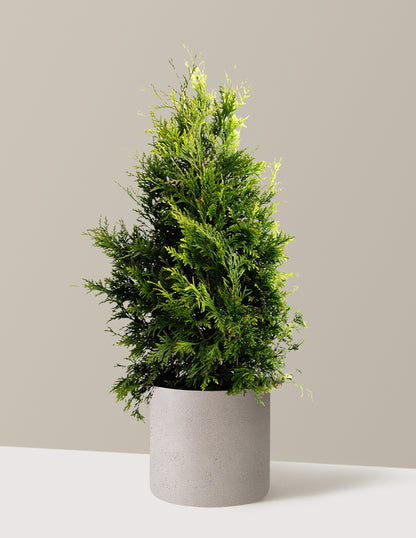 Thuja Green Giant
