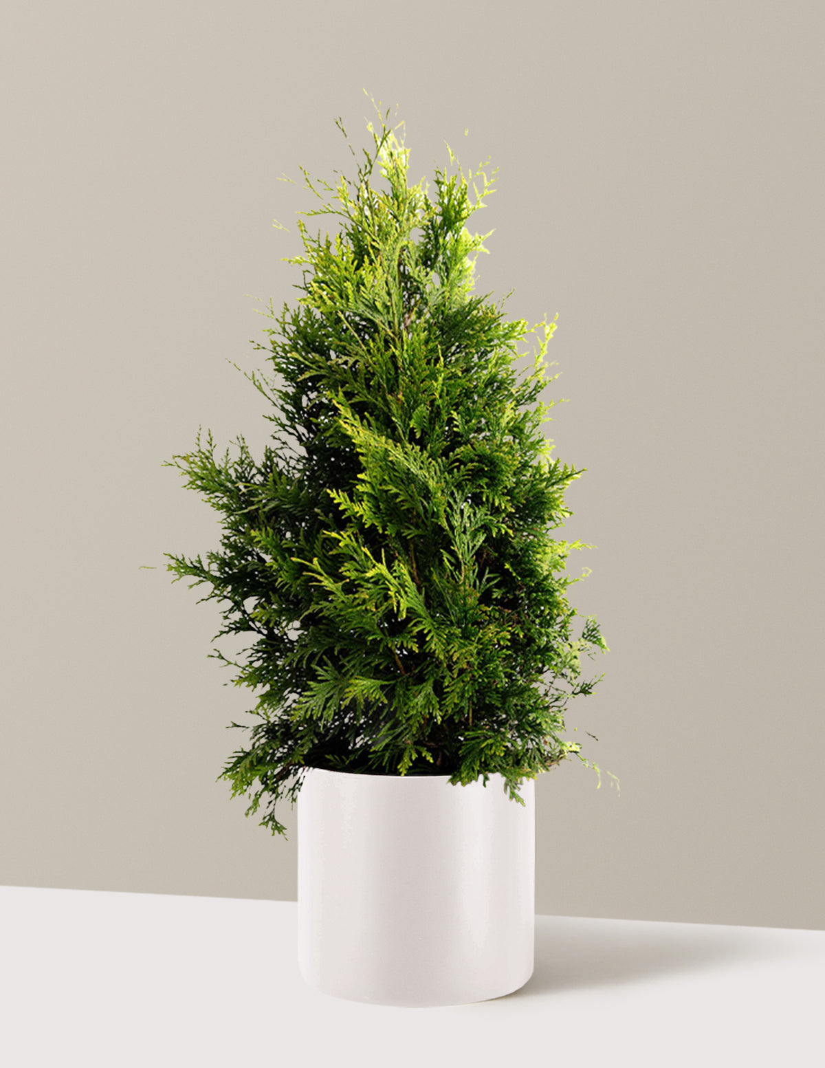 Thuja Green Giant