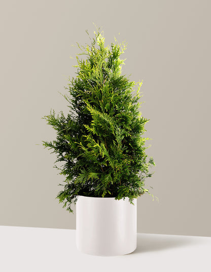 Thuja Green Giant