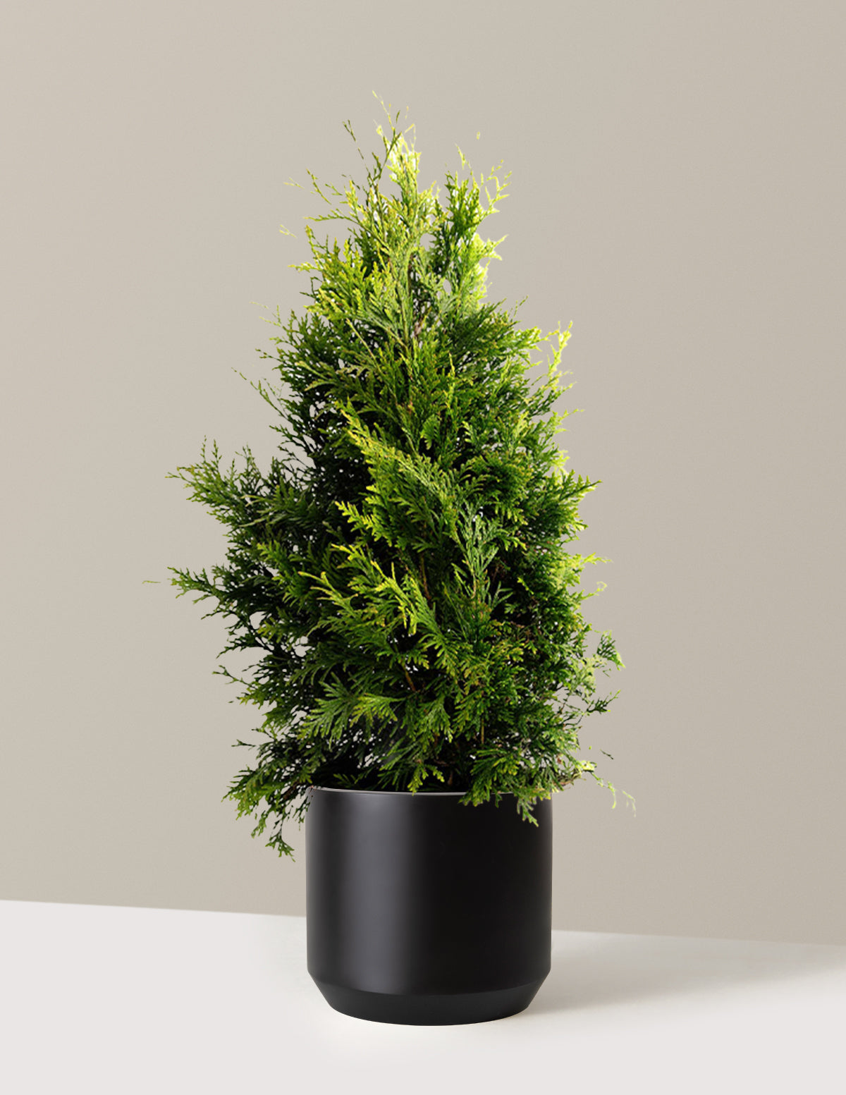 bundle | 2-3 ft. | Single | Mexia/Black