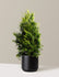 bundle | 2-3 ft. | Single | Mexia/Black