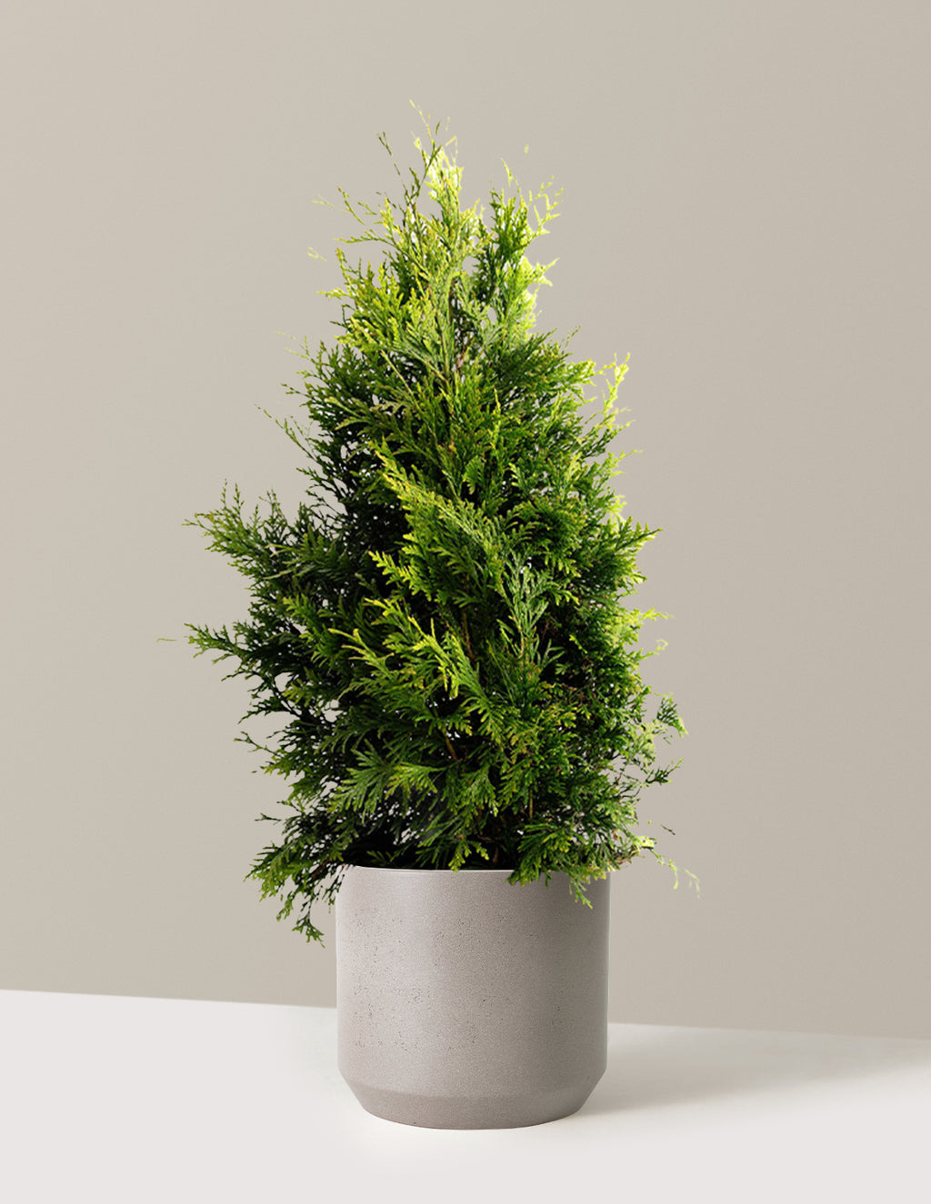 bundle | 2-3 ft. | Single | Mexia/Cement Grey