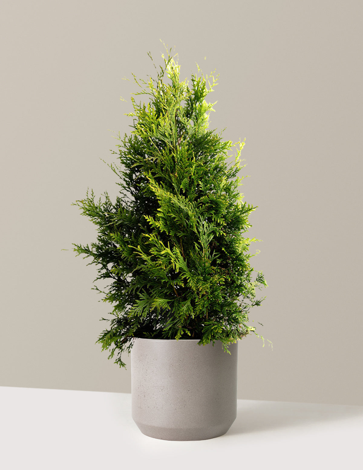 bundle | 2-3 ft. | Single | Mexia/Cement Grey