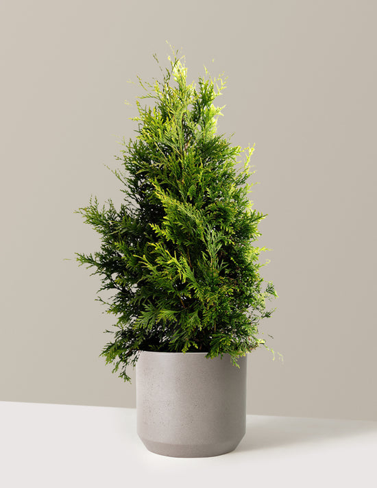 bundle | 2-3 ft. | Single | Mexia/Cement Grey