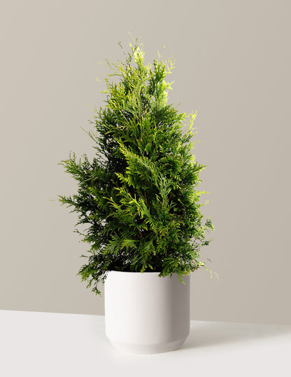 Thuja Green Giant
