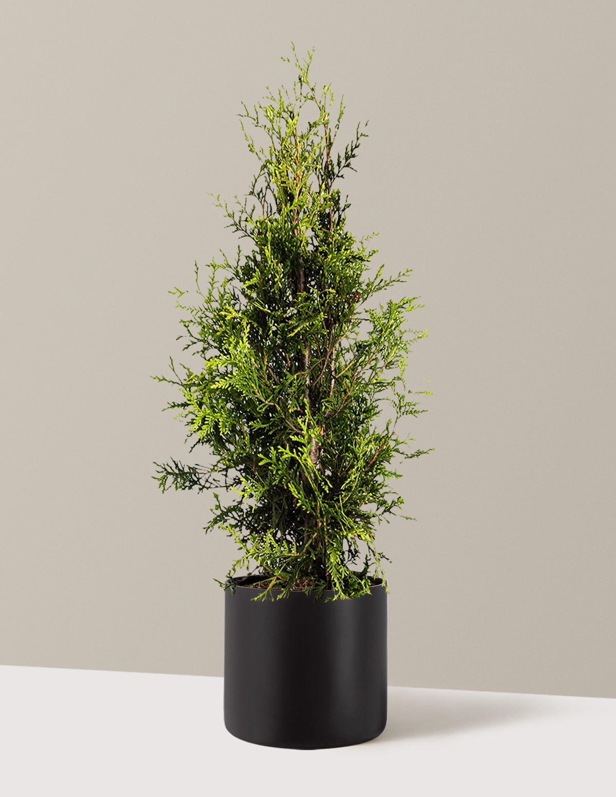 Thuja Green Giant