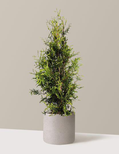Thuja Green Giant