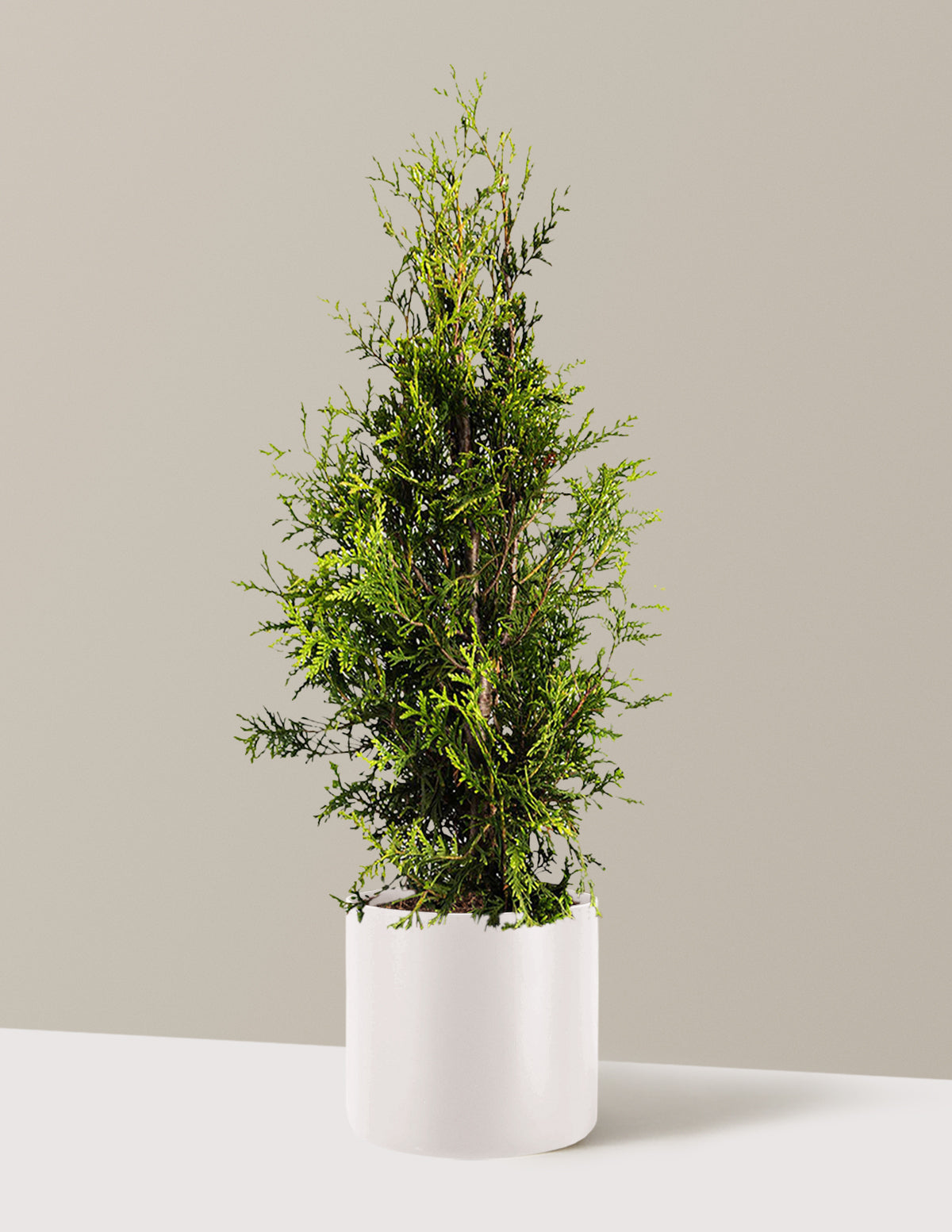 bundle | 3-4 ft. | Single | Agnes/Cream