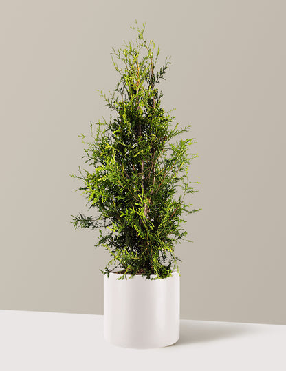 Thuja Green Giant