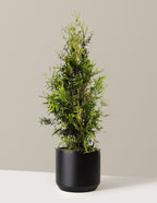 bundle | 3-4 ft. | Single | Mexia/Black