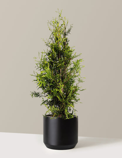 Thuja Green Giant
