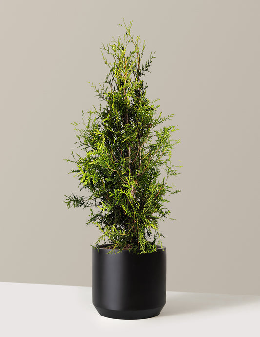 Thuja Green Giant
