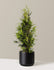 bundle | 3-4 ft. | Single | Mexia/Black