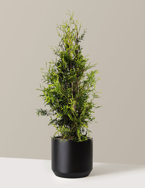bundle | 3-4 ft. | Single | Mexia/Black