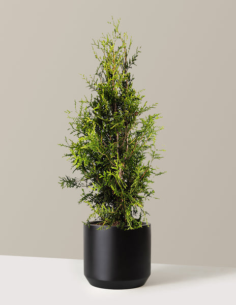 Thuja Green Giant for Sale: Transform Your Landscape with this