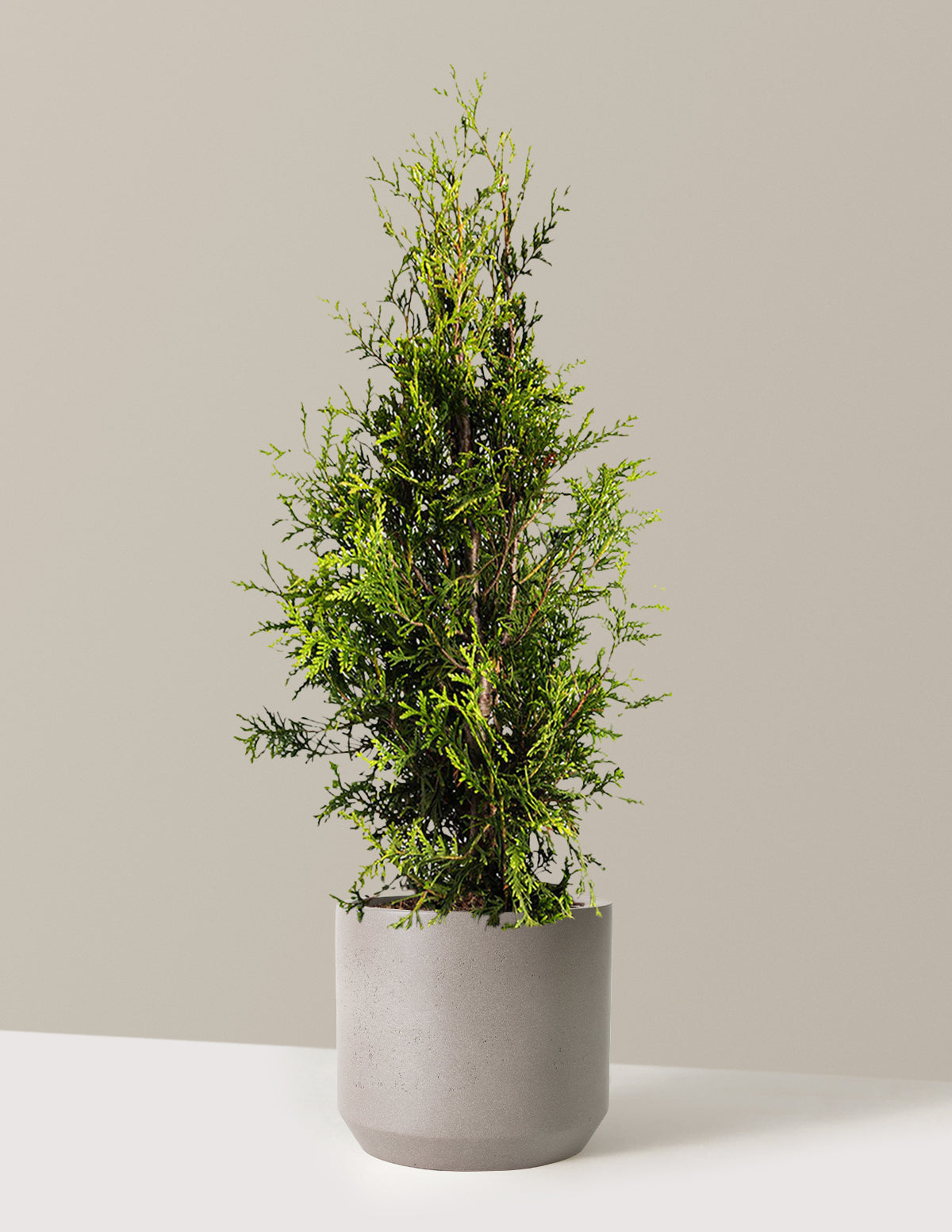 Thuja Green Giant