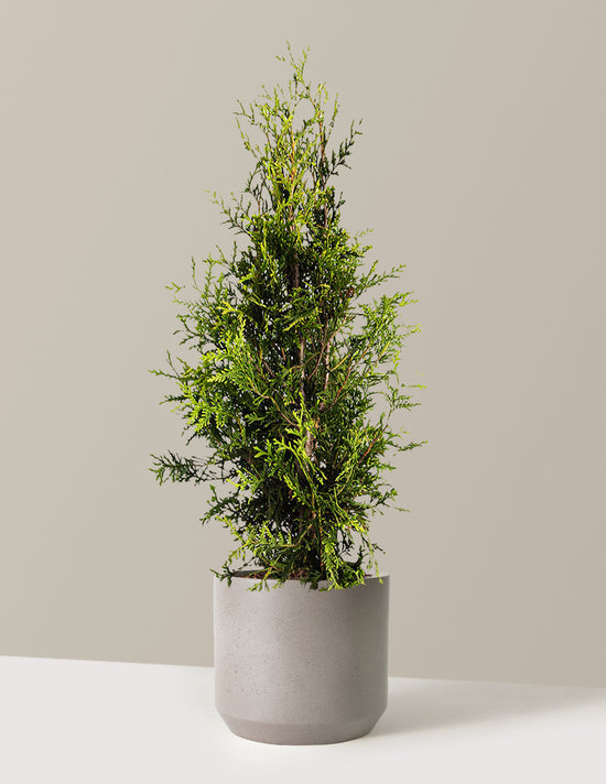 bundle | 3-4 ft. | Single | Mexia/Cement Grey
