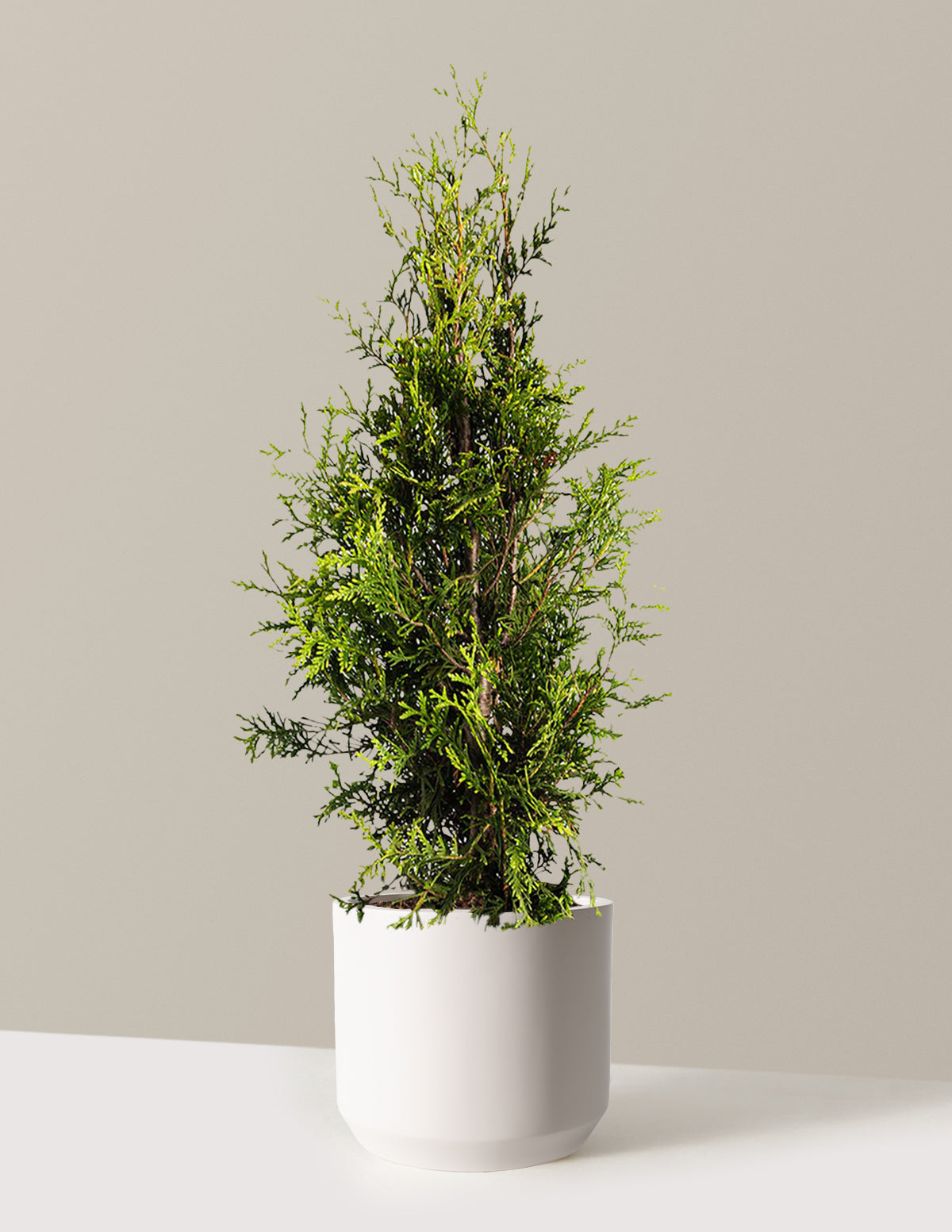 bundle | 3-4 ft. | Single | Mexia/Cream
