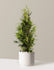 bundle | 3-4 ft. | Single | Mexia/Cream