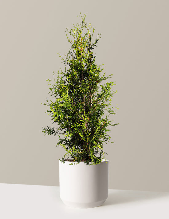 bundle | 3-4 ft. | Single | Mexia/Cream