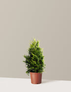 bundle | 2-3 ft. | Single | Grow Pot/Plastic