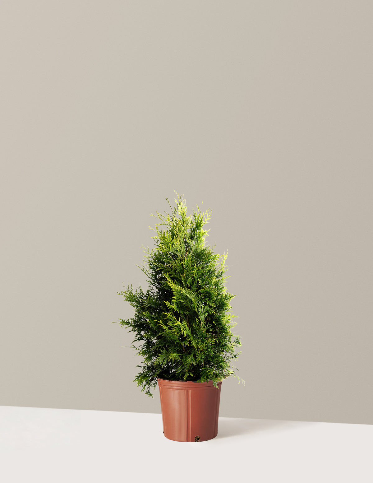 bundle | 2-3 ft. | Single | Grow Pot/Plastic