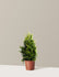 bundle | 2-3 ft. | Single | Grow Pot/Plastic