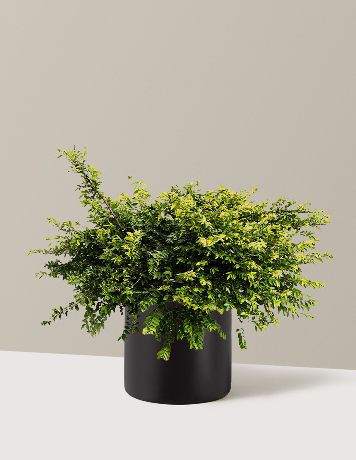 bundle | 3 Gallon | Agnes | Black