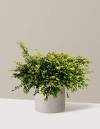 bundle | 3 Gallon | Agnes | Cement Grey