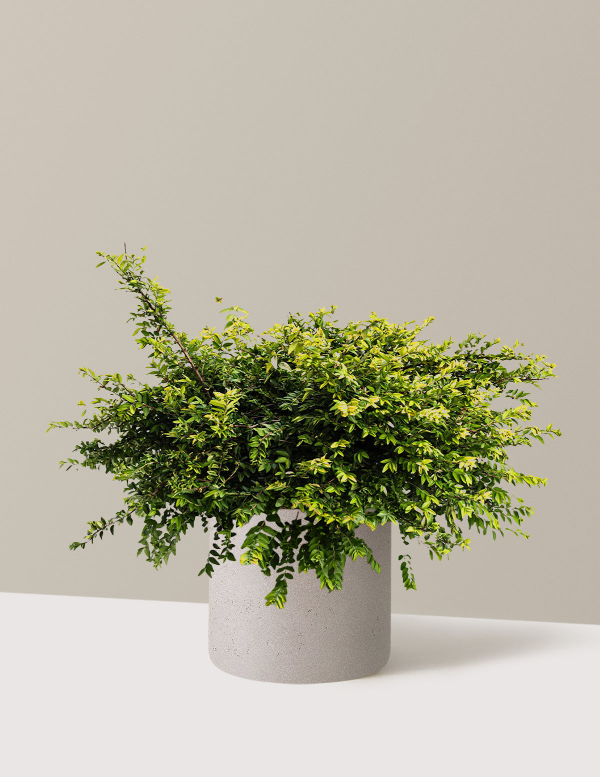 bundle | 3 Gallon | Agnes | Cement Grey