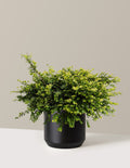 bundle | 3 Gallon | Mexia | Black