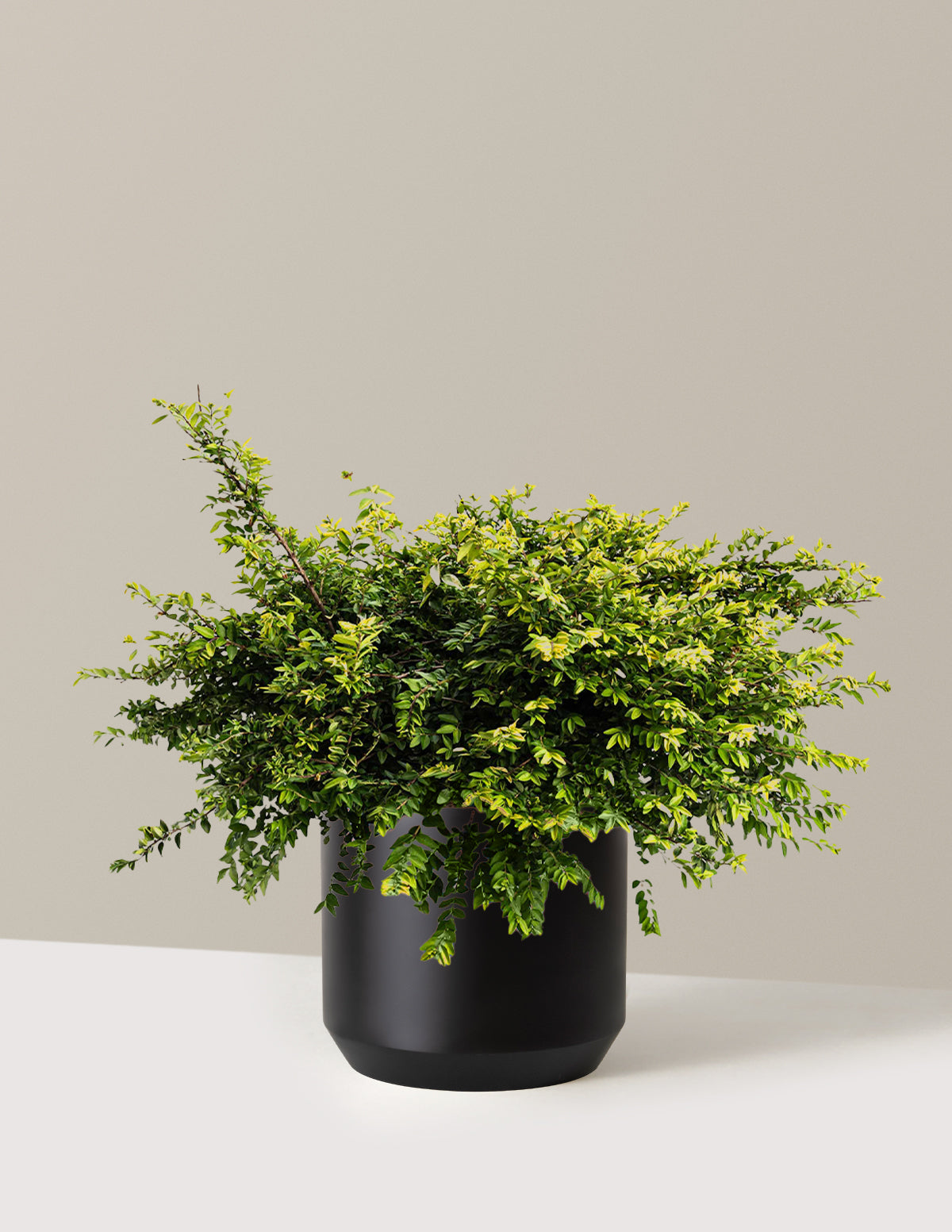 bundle | 3 Gallon | Mexia | Black