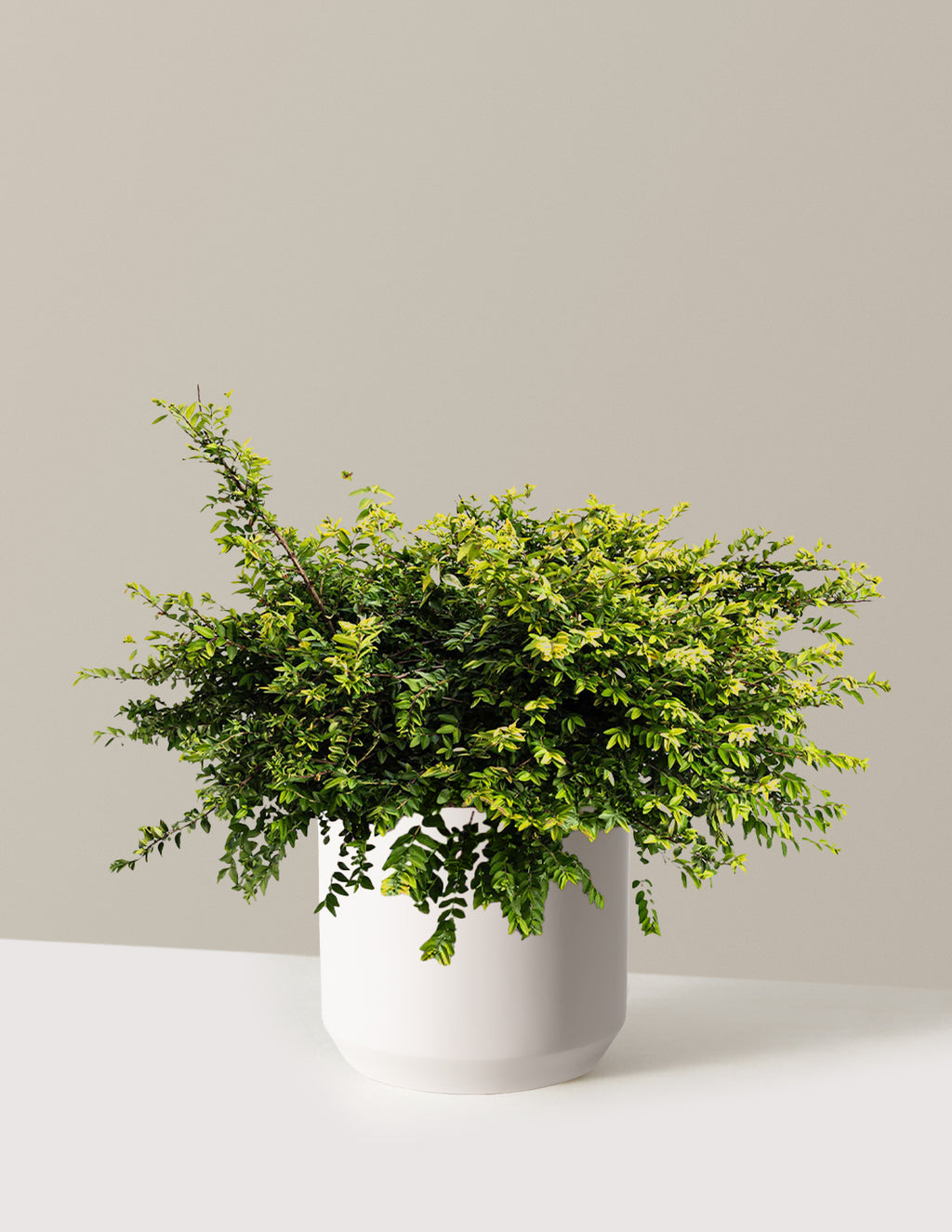 bundle | 3 Gallon | Mexia | Cream