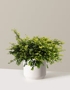 bundle | 3 Gallon | Mexia | Cream
