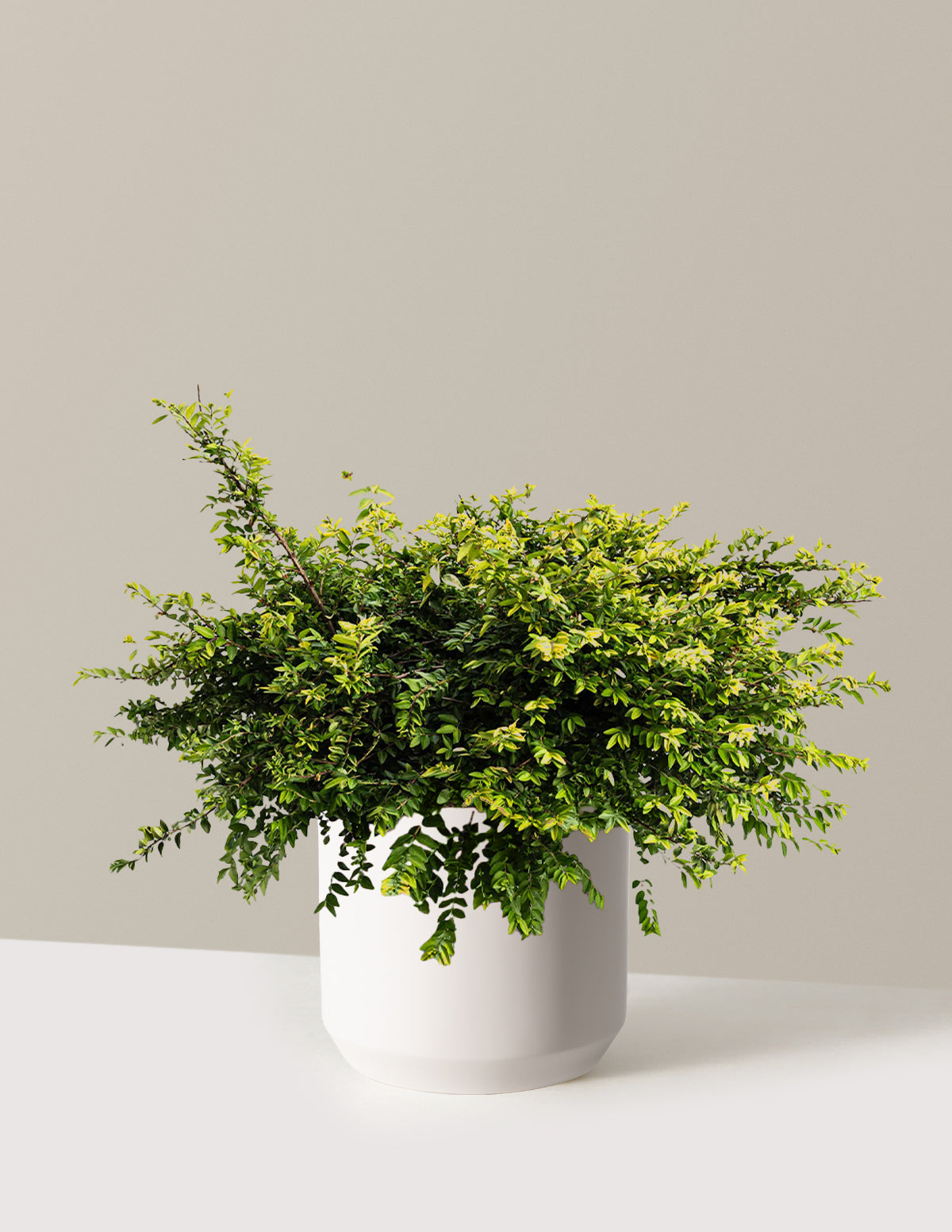 Thunderbolt® Box Honeysuckle