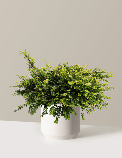 Thunderbolt® Box Honeysuckle