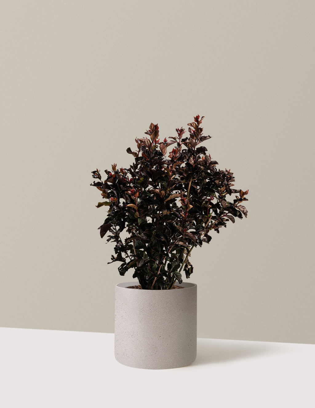 bundle | 2-3 ft. | Agnes | Cement Grey