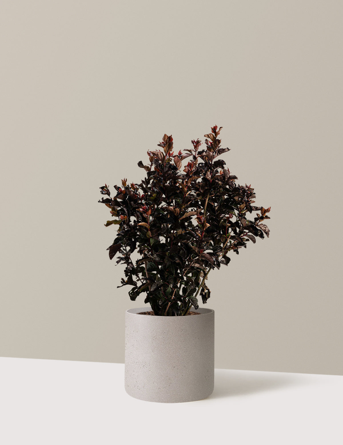 bundle | 2-3 ft. | Agnes | Cement Grey