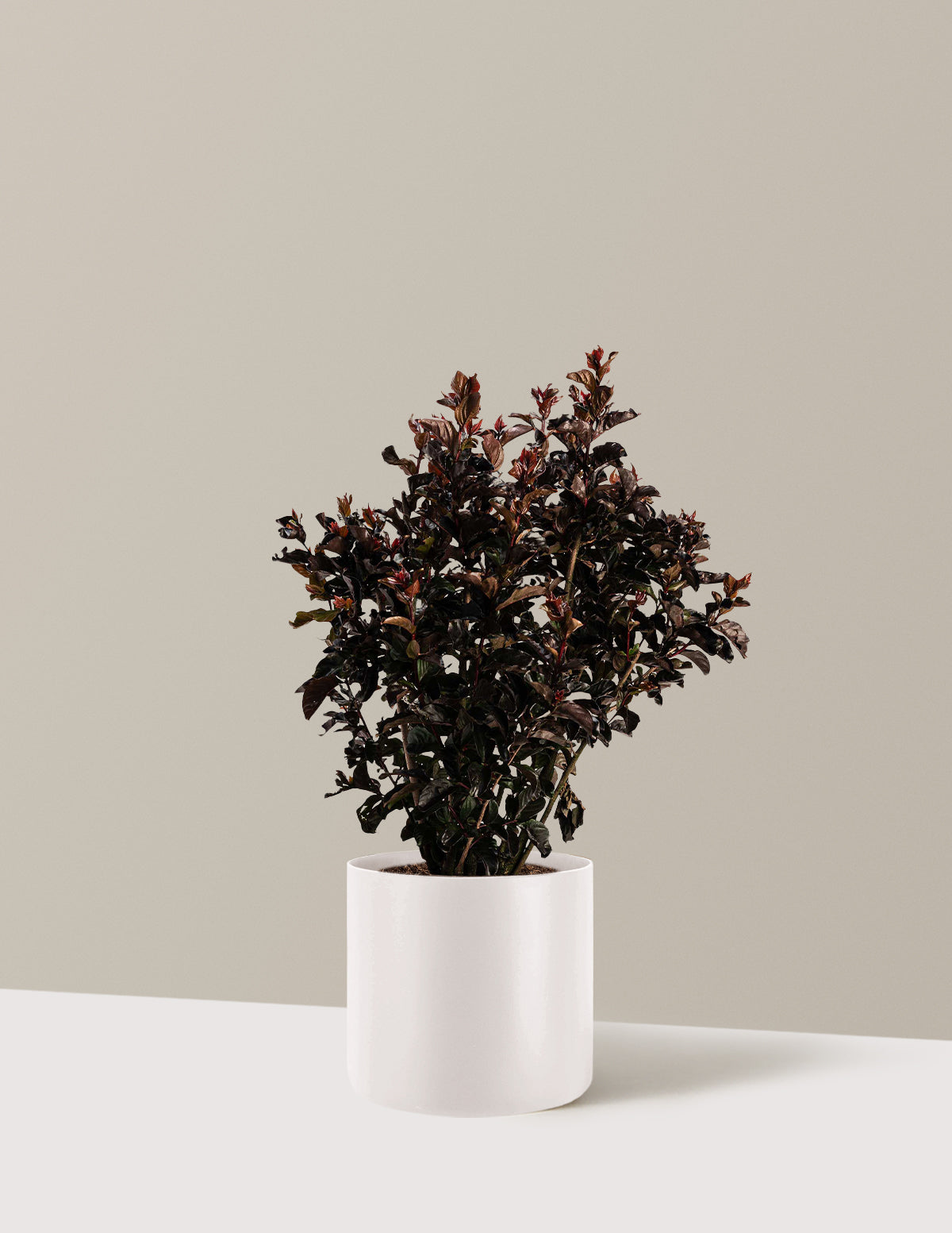 bundle | 2-3 ft. | Agnes | Cream