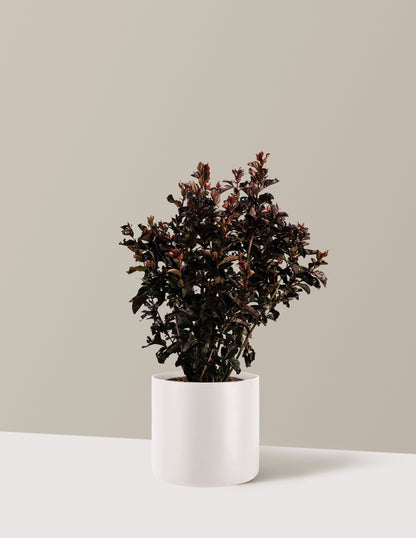 bundle | 2-3 ft. | Agnes | Cream