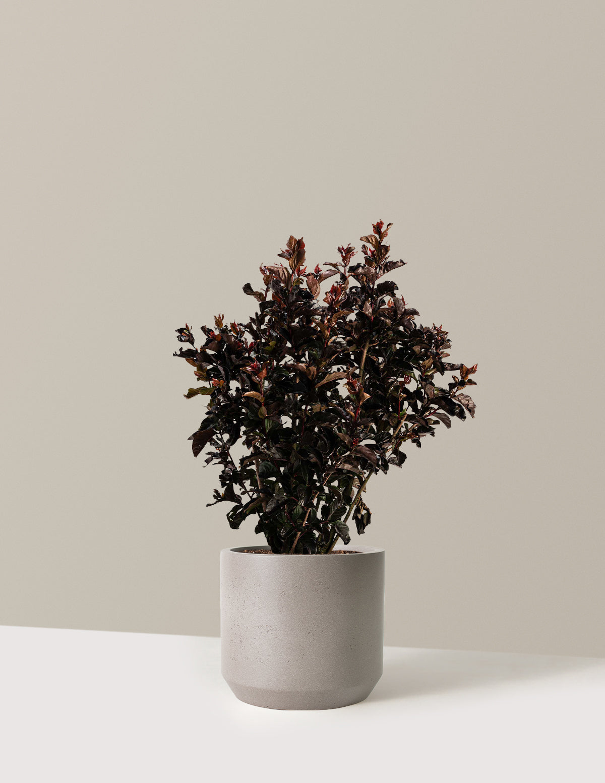 bundle | 2-3 ft. | Mexia | Cement Grey