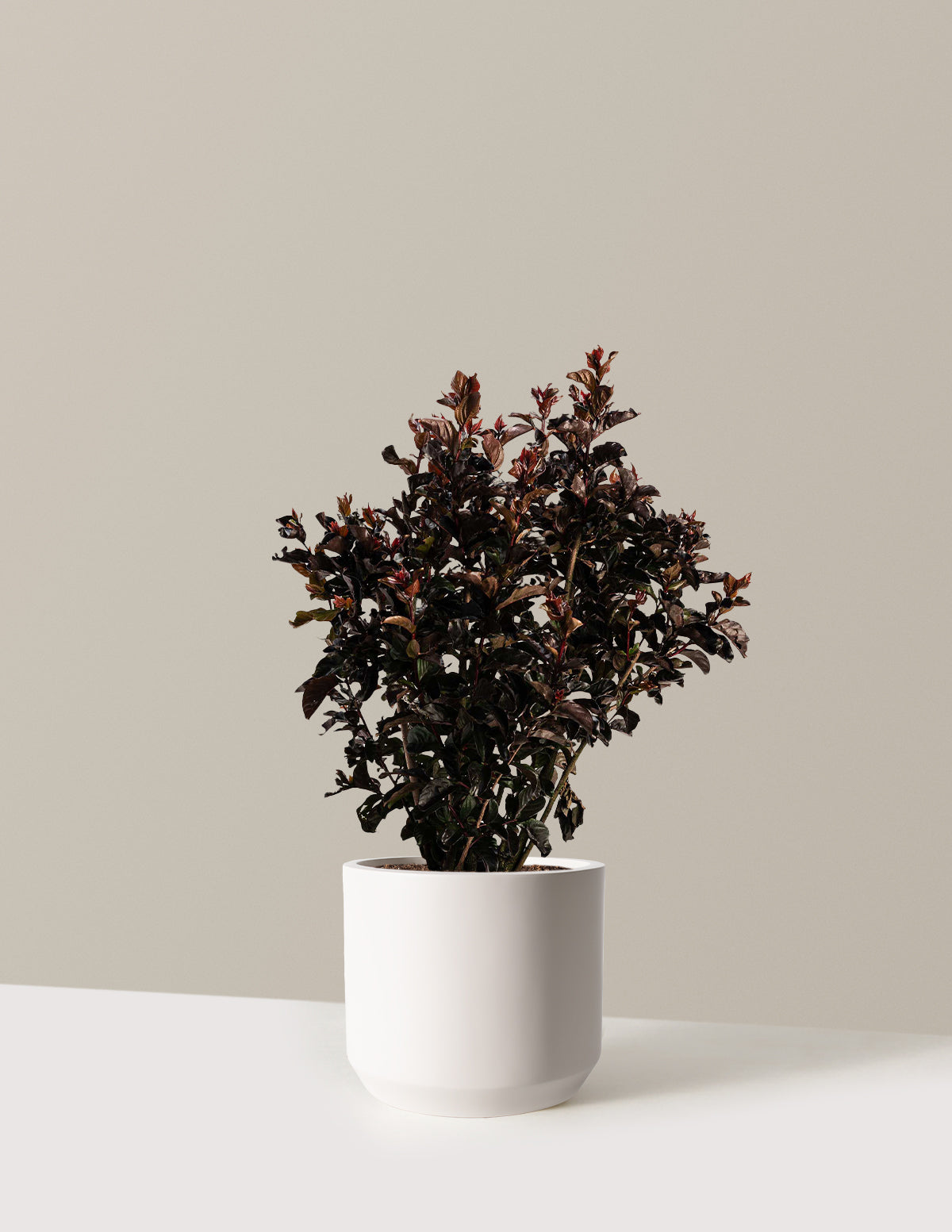 bundle | 2-3 ft. | Mexia | Cream
