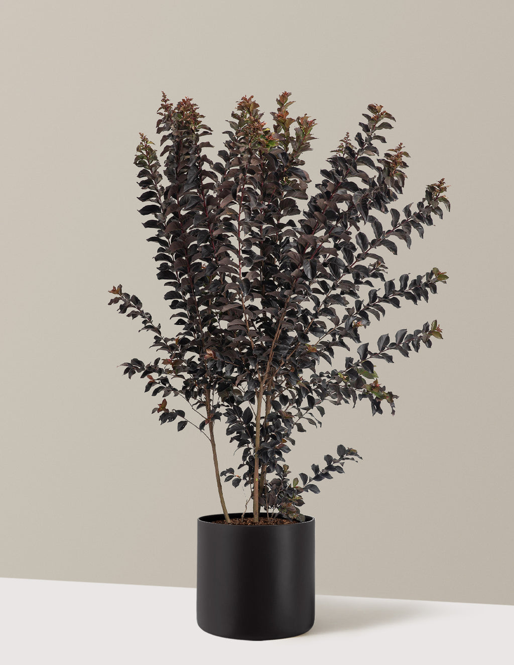 Thunderstruck™ Coral Boom™ Crape Myrtle