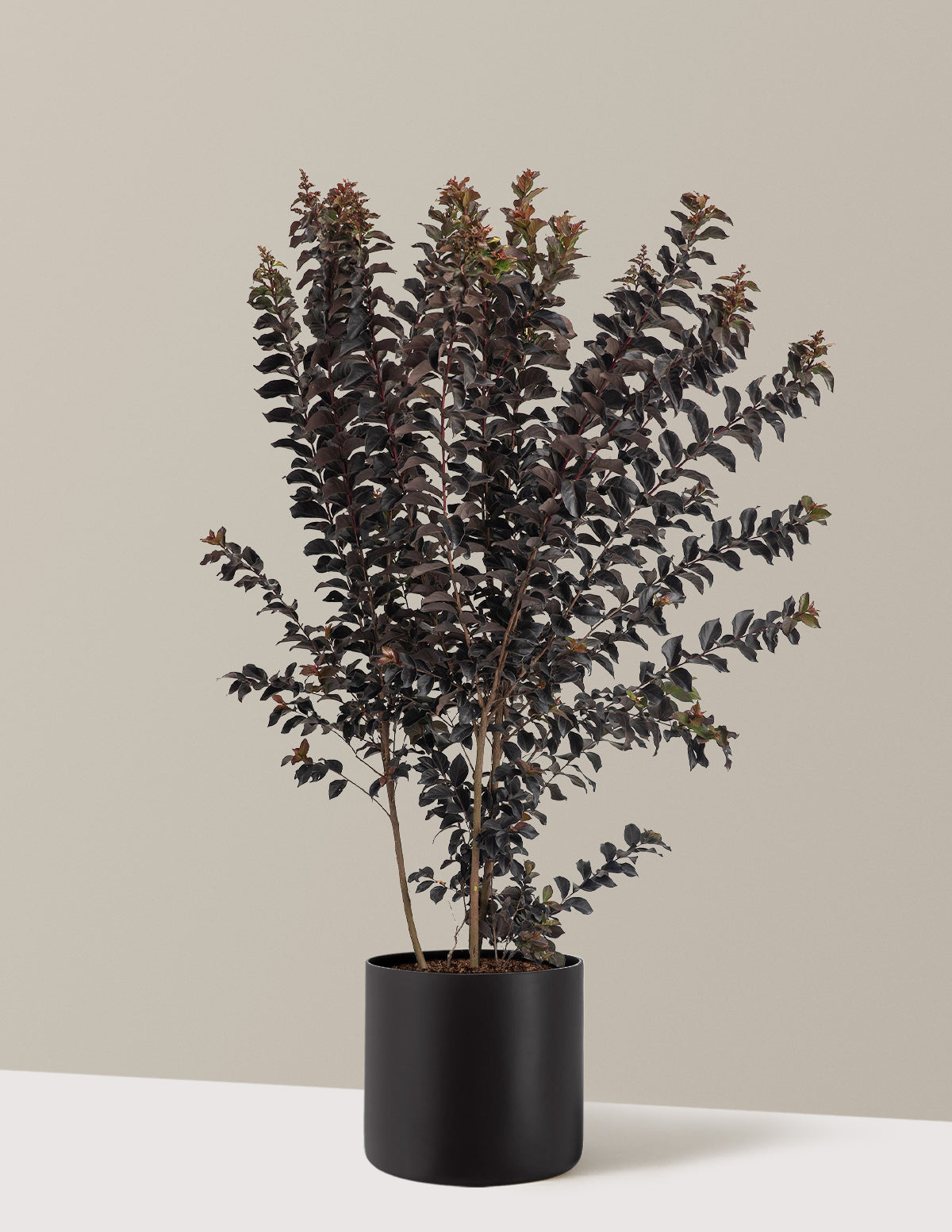 Thunderstruck™ Coral Boom™ Crape Myrtle