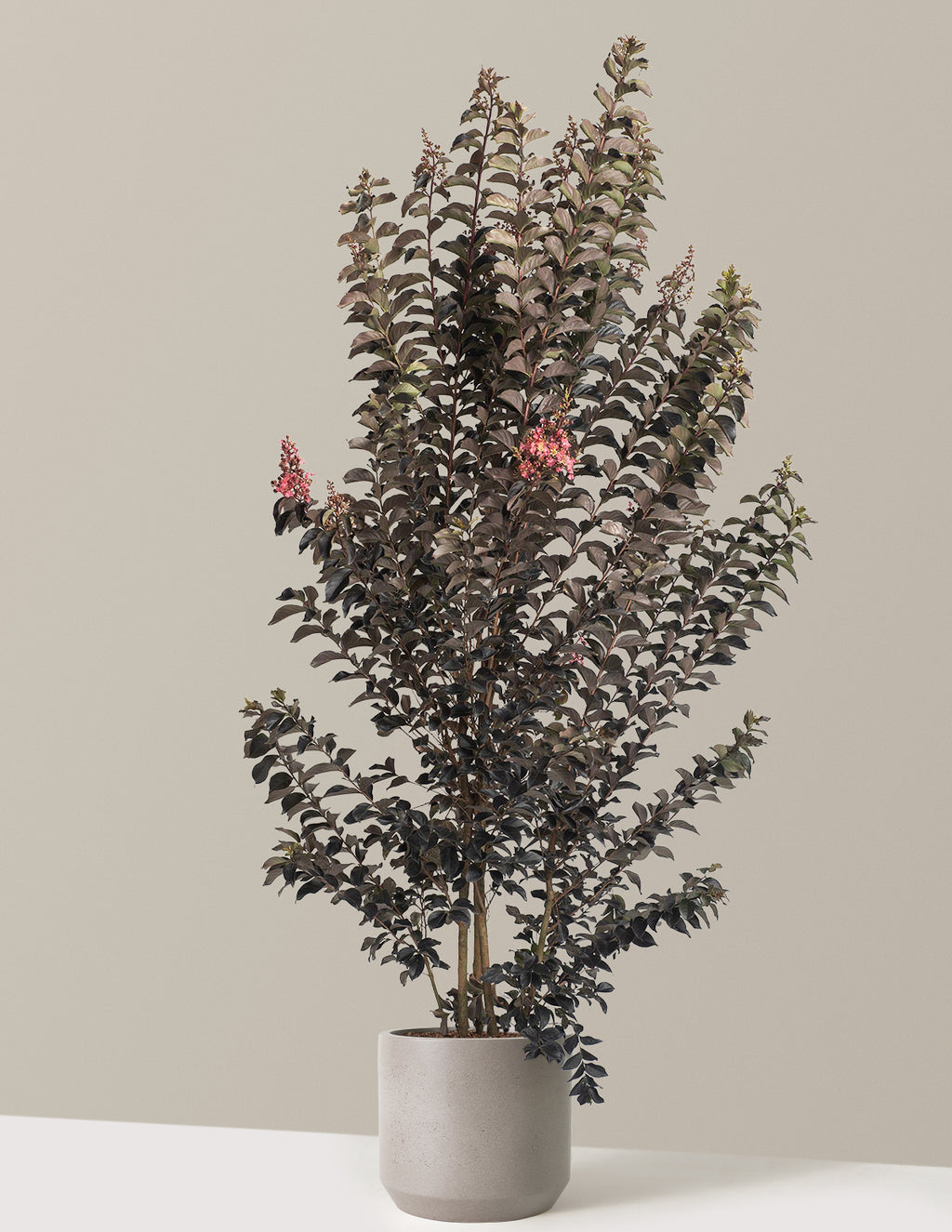Thunderstruck™ Coral Boom™ Crape Myrtle