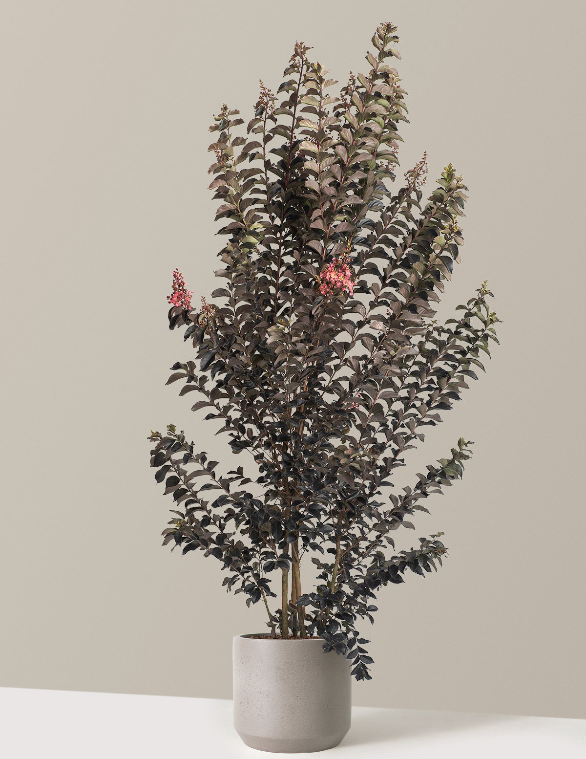 files/the-sill_Large-Thunderstruck_-Coral-Boom_-Crape-Myrtle-_4-5_tall__Large_Mexia-Cement-Grey_Variant.jpg
