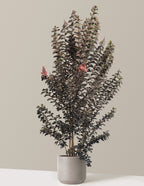 Thunderstruck™ Coral Boom™ Crape Myrtle