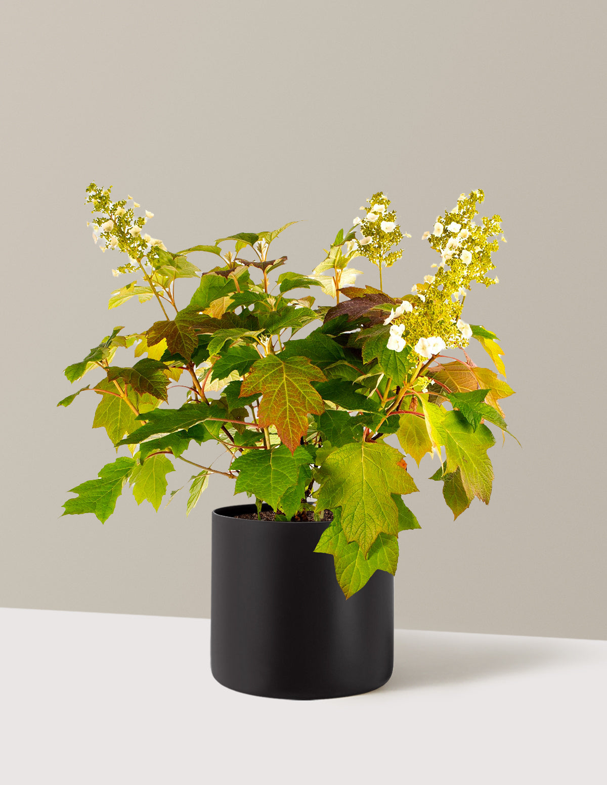bundle | 3 Gallon | Agnes | Black