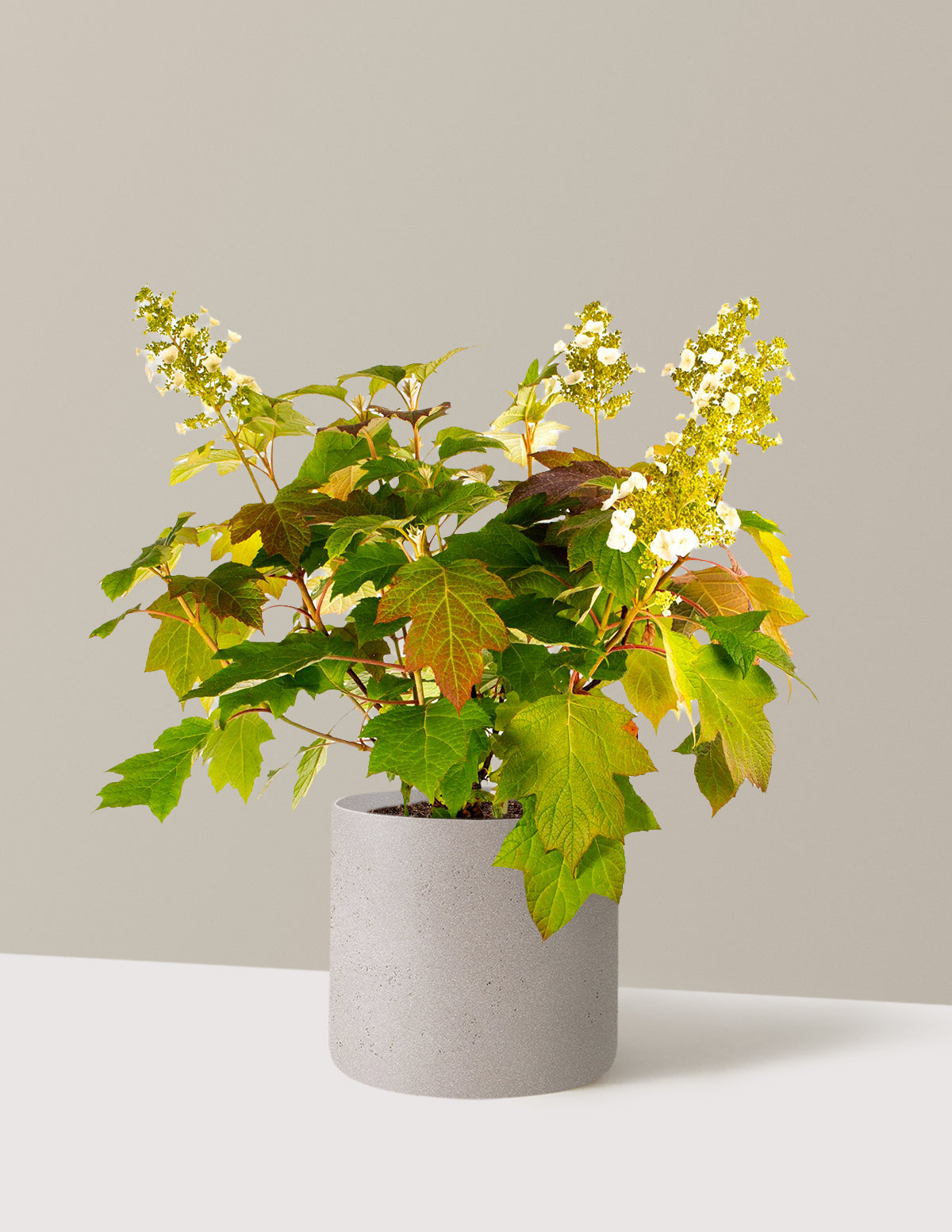 Toy Soldier™ Hydrangea | The Sill